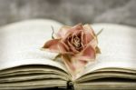Rose And Book Stock Photo