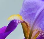 Iris Flower Stock Photo
