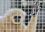 Gibbon In Cage Stock Photo