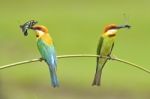 Chestnut-headed Bee-eater Stock Photo