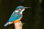 Kingfisher On A Stick Stock Photo