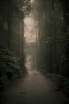 Moody Hazy Road In The Forest Stock Photo