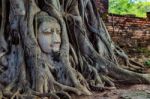 Buddha's Head Trapped In The Roots Of A Tree Stock Photo