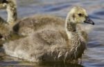 Beautiful Background With A Chick Of The Canada Geese Going Out Of The Water Stock Photo