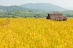 Golden Rice Field Stock Photo