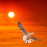 Seagull Flying Against Beautiful Sunset Background Stock Photo