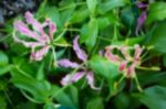 Blurred Gloriosa Flower Blooming In The Garden Stock Photo