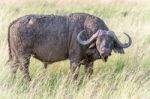 African Buffalo In Serengeti Cape Buffalo) Stock Photo