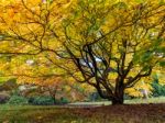 Acer Soccharinum Tree In Autumn Stock Photo