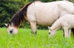Black White Horse Mare And Foal In Grass Stock Photo