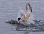 Isolated Photo Of A Trumpeter Swan Under Attack Of A  Crazy Duck Stock Photo