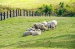 Sheeps Stock Photo