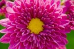Close Up Fuchsia Chrysanthemum Morifolium Flowers Stock Photo