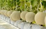 Cantaloupe Melon Growing In A Greenhouse Stock Photo