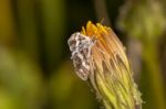 Hypotia Corticalis Moth Stock Photo