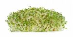 Alfalfa Sprouts Isolated On The White Background Stock Photo