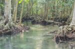 Mangrove Forests Stock Photo