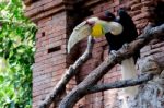 Fuengirola, Andalucia/spain - July 4 : Red-eyed Papuan Hornbill Stock Photo