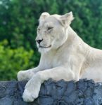 Isolated Picture With A White Lion Looking Aside Stock Photo
