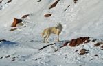 Arctic Wolf Stock Photo