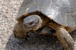 Sardinian Marginated Tortoise (testudo Marginata) Stock Photo