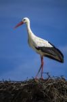 Beautiful White Stork Bird On The Nest Stock Photo