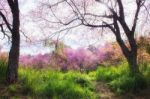 Beautiful Wild Himalayan Cherry Flower Stock Photo