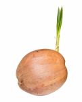 Sprout Of Coconut Tree Stock Photo
