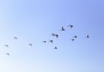 Geese Flying In Blue Spring Sky, V-formation Stock Photo