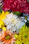 Chrysanthemum Flower Stock Photo