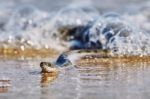 Water Snake On The Bay Stock Photo