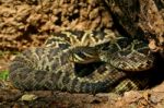 Eastern Diamondback Rattlesnake Stock Photo
