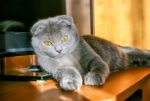 Lop-eared Gray Cat Lying On The Table Stock Photo