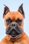 Portrait Of A Beautiful Boxer Dog Breed Stock Photo