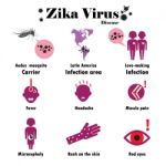 Zika Virus Infographic, Flat Design Stock Photo