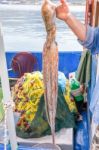 Arm Showing Hanging Octopus On Fishing Boat Stock Photo