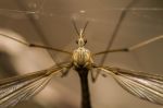 Crane Fly Insect Stock Photo