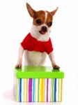 Chihuahua With Gift Box Stock Photo