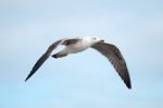 Close Up Of Seagull Flight Stock Photo