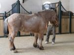 Ronda, Andalucia/spain - May 8 : Percheron Picadors Horse In A S Stock Photo