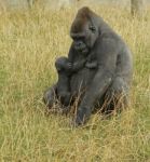 Gorilla Feeding Baby Stock Photo