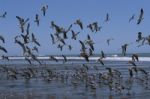 Flock Of Sea Birds Stock Photo