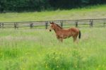 Foal In Long Meadow Stock Photo