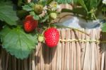 Strawberry With Planting Strawberry Background Stock Photo
