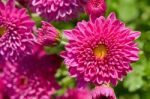Close Up Fuchsia Chrysanthemum Morifolium Flowers Stock Photo