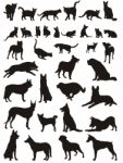 Cats And Dogs Stock Photo
