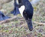 Beautiful Portrait Of A Cute Canada Goose Eating The Grass Stock Photo
