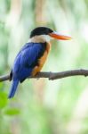 Beautiful Blue Kingfisher Bird Stock Photo