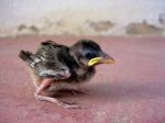 Sparrow Chick Stock Photo