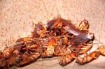 Cockroaches To Dead And Combination In Bin Stock Photo